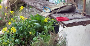 close-up of Lammas greenhouse interior